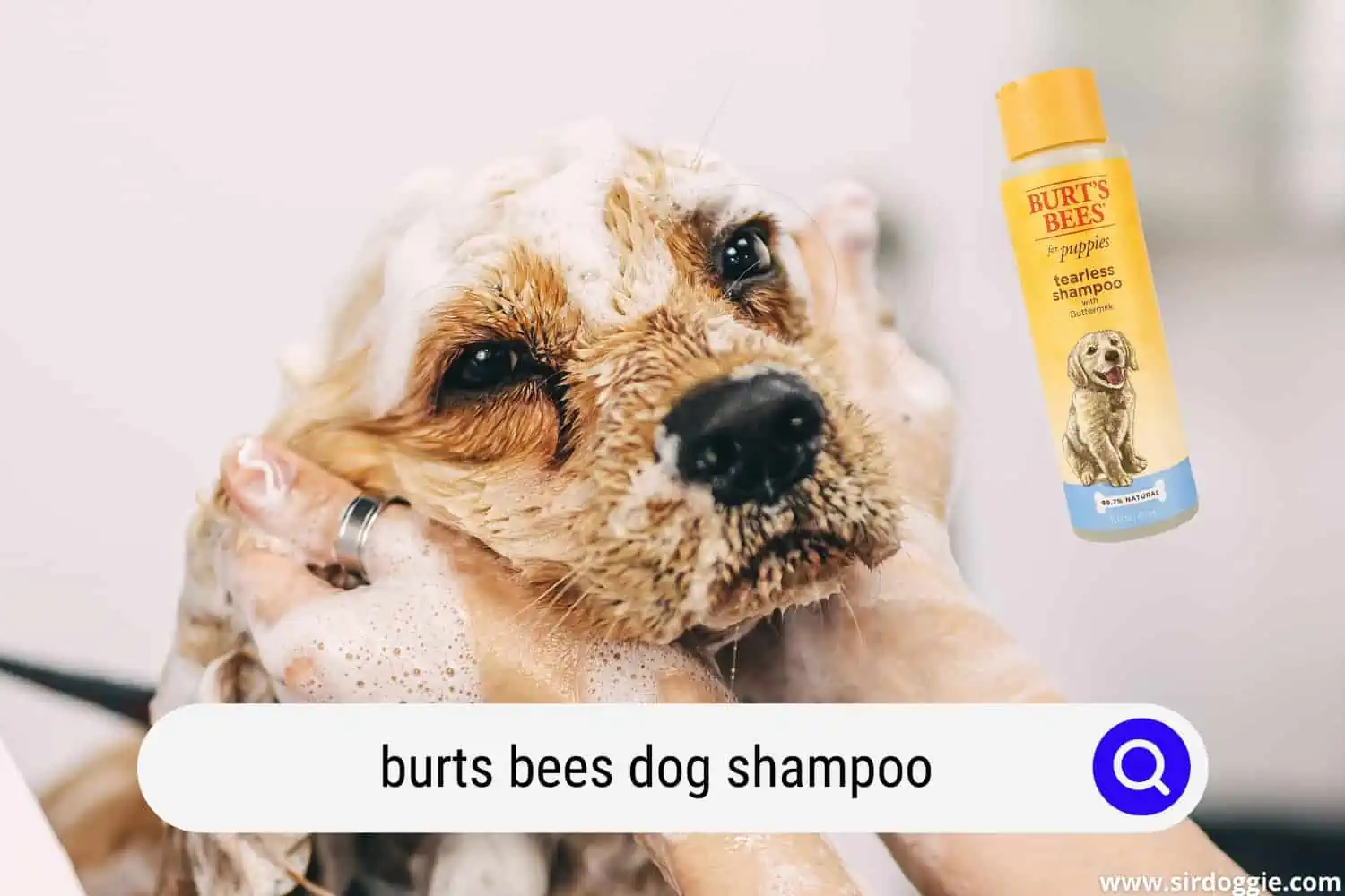 A pet owner using burts bees shampoo in his dog