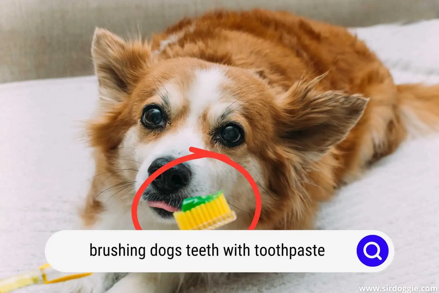Green toothpaste on the brush and a dog