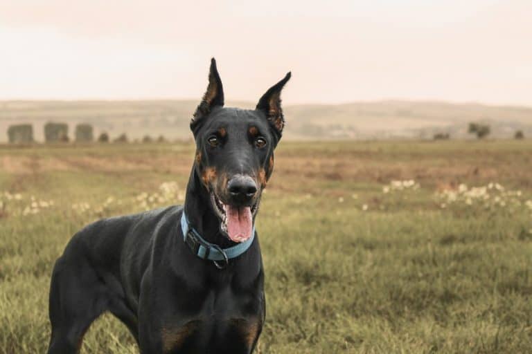 10 Best Breeds of Guard Dogs, Which One Is The Best?