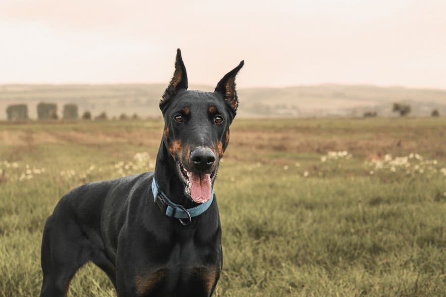 doberman guard dog standing his ground