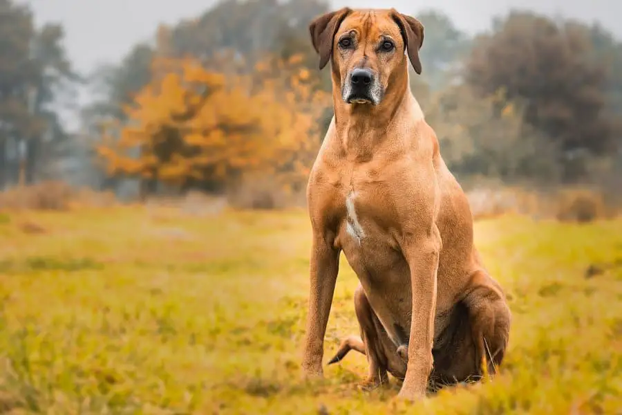 Rhodesian Ridgeback dog sitting in field