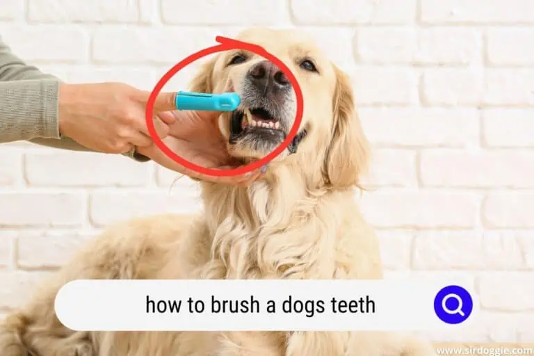 How to Brush a Dogs Teeth That Hates Being Brushed