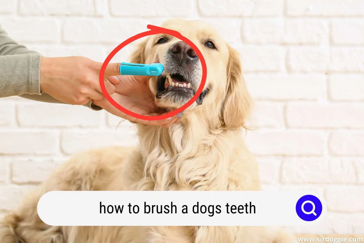 how to brush a dogs teeth