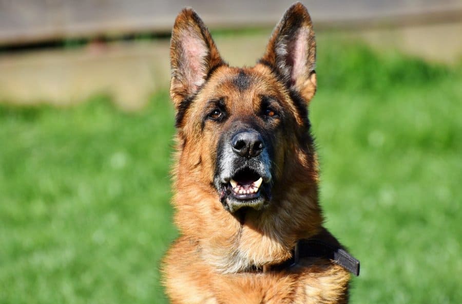 german shepherd sitting on grass posing for photo in sunshine