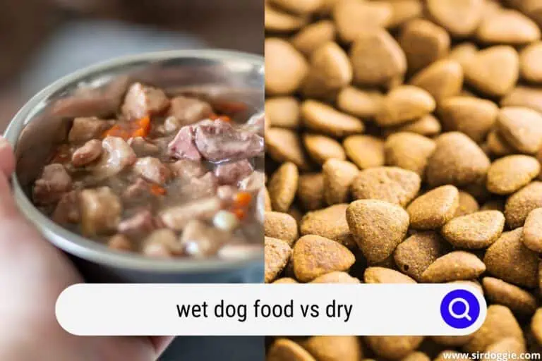 Wet Dog Food vs Dry, Which One is Better?