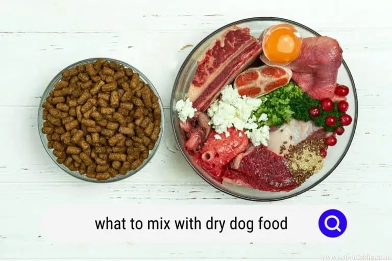 What to Mix With Dry Dog Food? Healthy Dog Tips