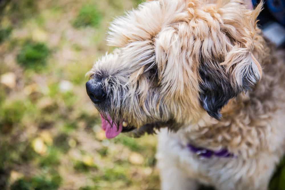 Wheaten Terrier with dog harness on walk in grass
