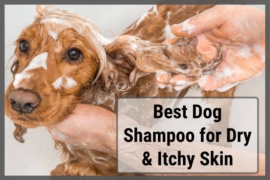 dog being bathed with shampoo in bathe tube