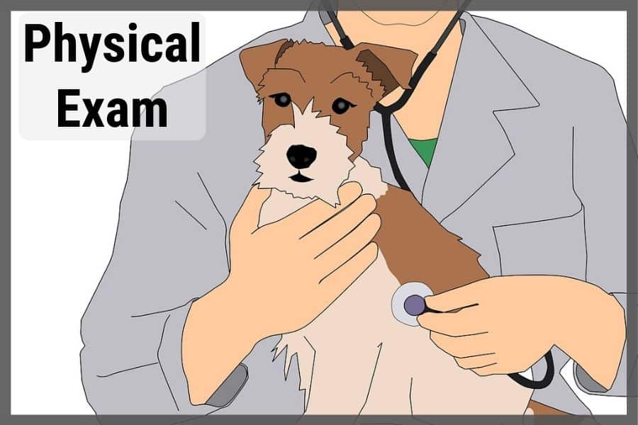 Dog physical exam infographic