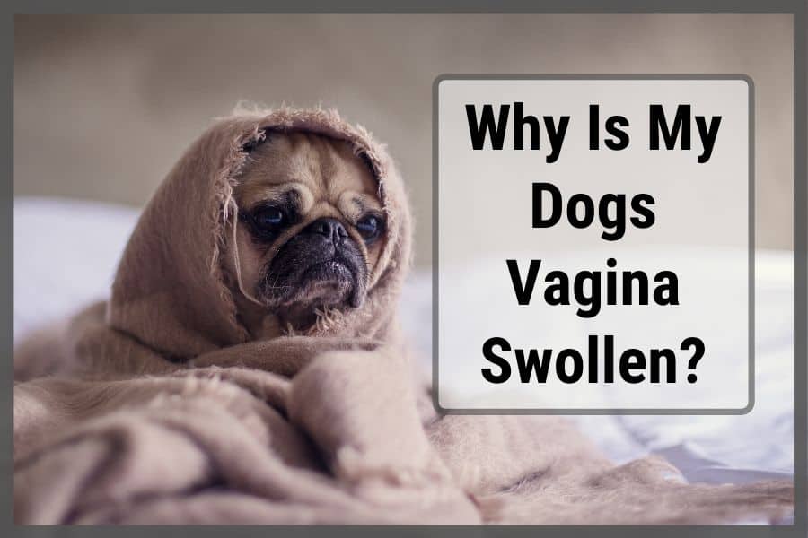 Dog with a blanket wrapped around head sitting down with text to the side stating "why is my dogs vagina swollen?"