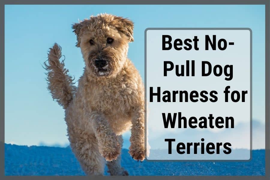 Wheaten Terrier jumping in snow with text stating "Best no-pull dog harness for wheaten terriers"