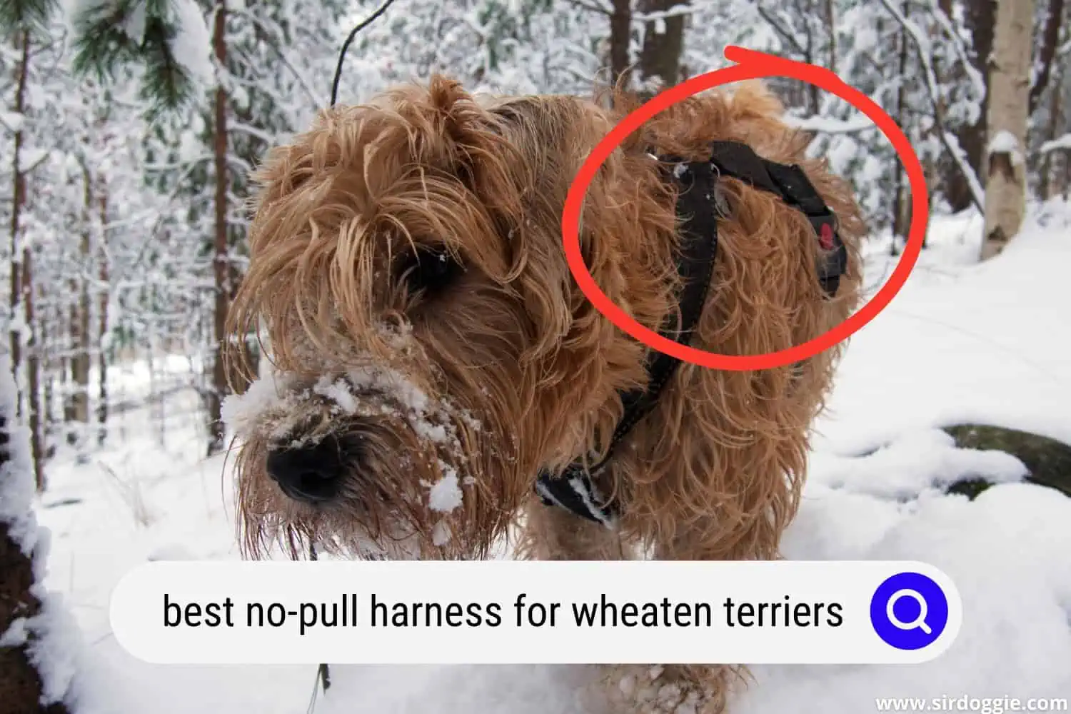 best no-pull dog harness for wheaten terriers