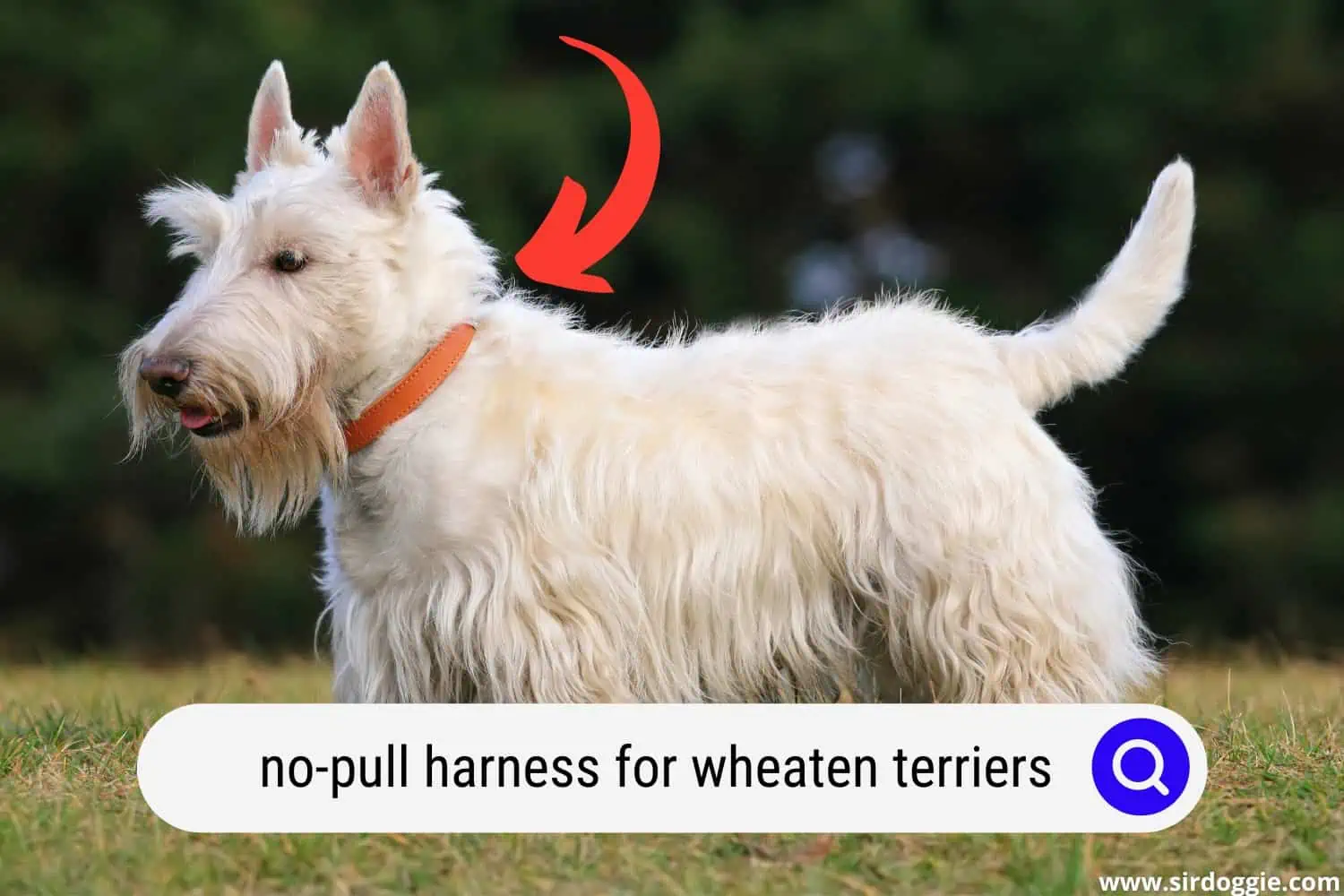 Wheaten Terrier wearing a red no-pull harness