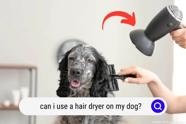 Can I Use a Hair Dryer on My Dog? [ANSWERED]