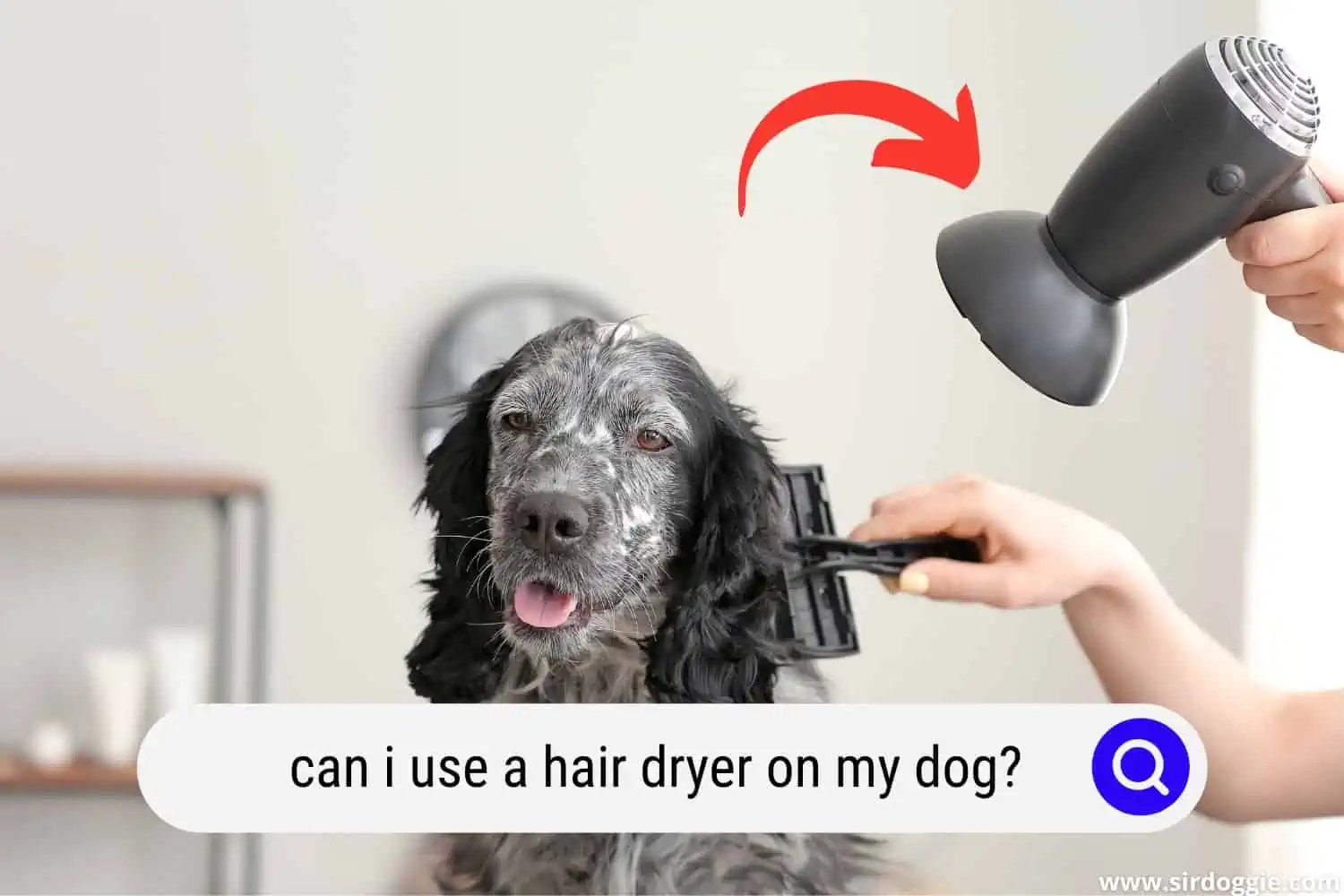 can i use a hair dryer on my dog