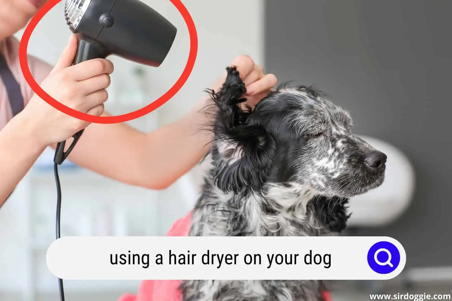 A pet owner blowing the dogs hair using a hair dryer