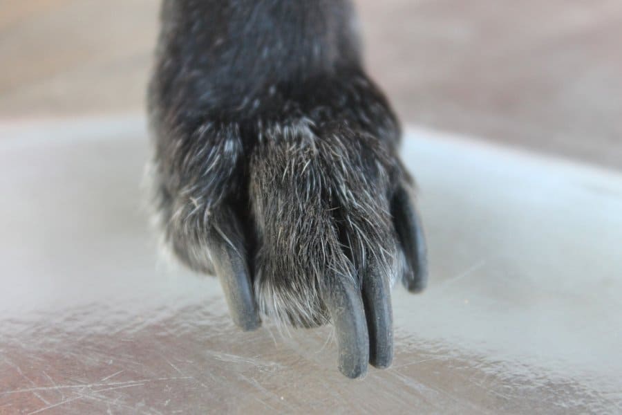 close up of dog nails that have grown long