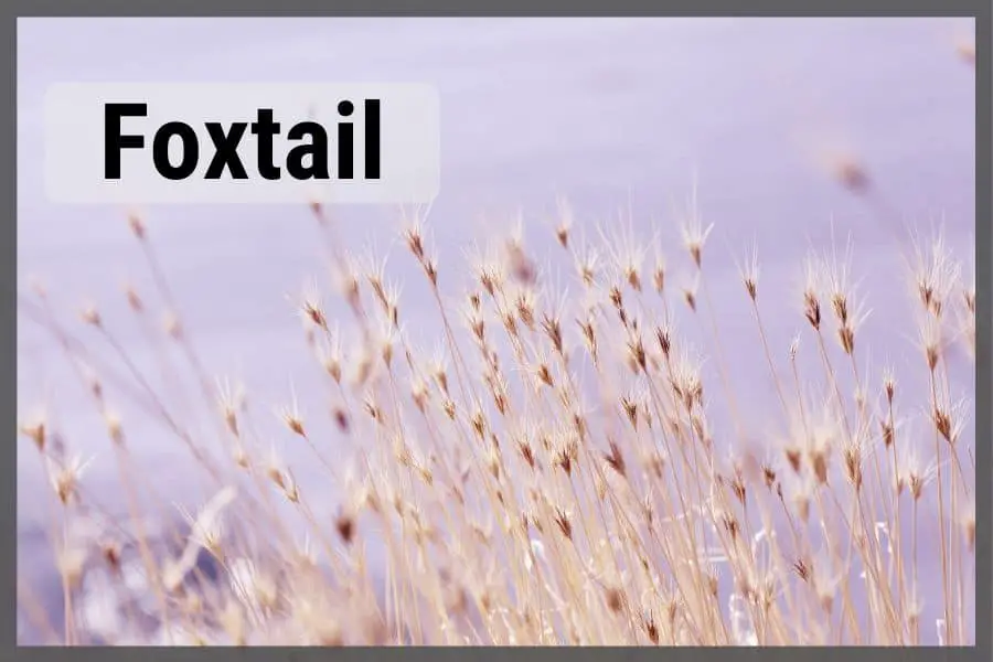 picture of foxtail up close in a field with blurry background