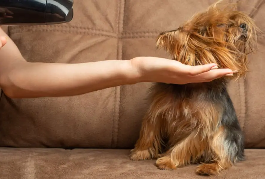 Dog looking away as owner points hair dryer at them to dry them off