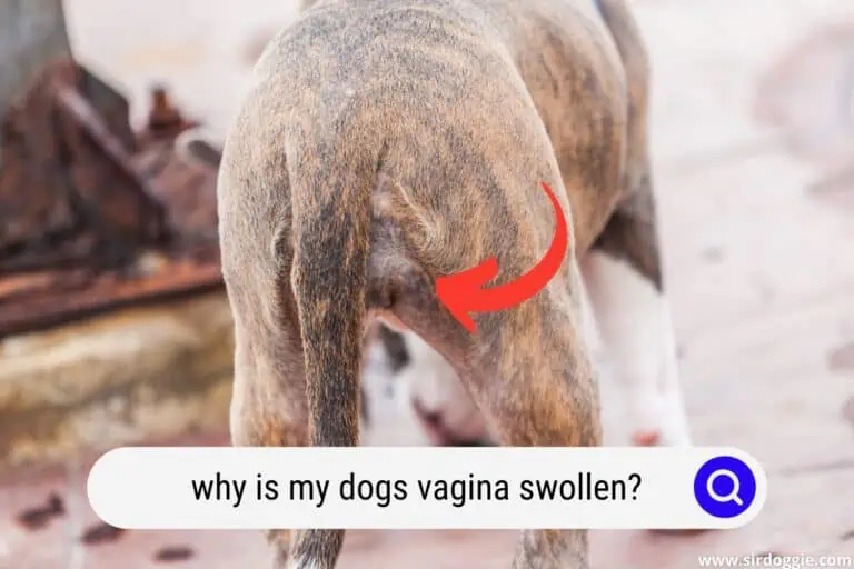 Why Is My Dogs Vagina Swollen? [HELP!]