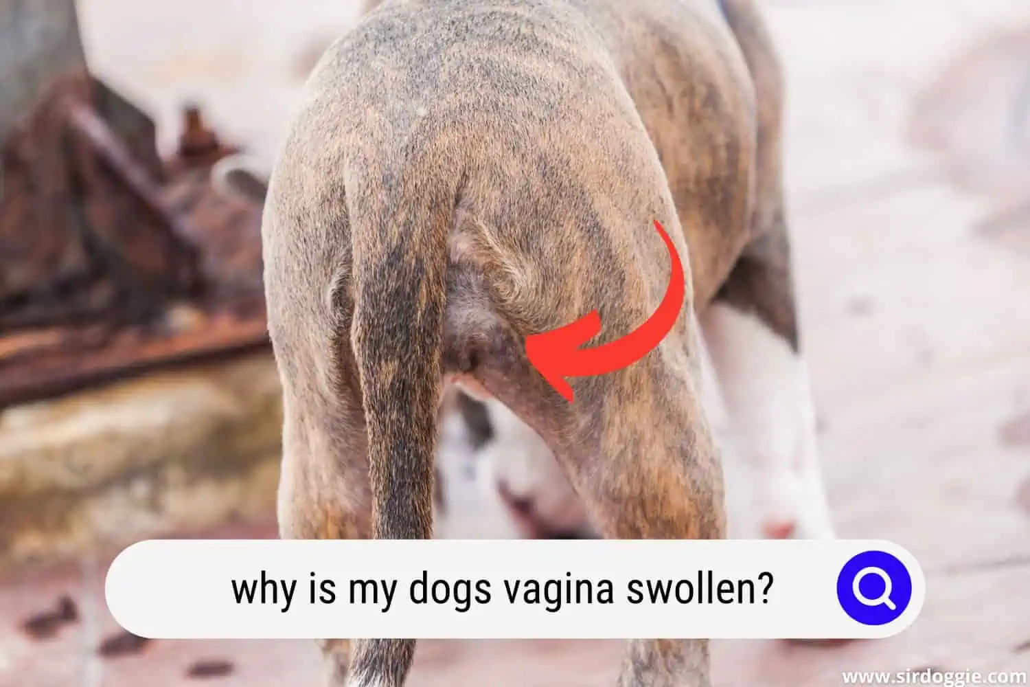 why is my dogs vagina swollen