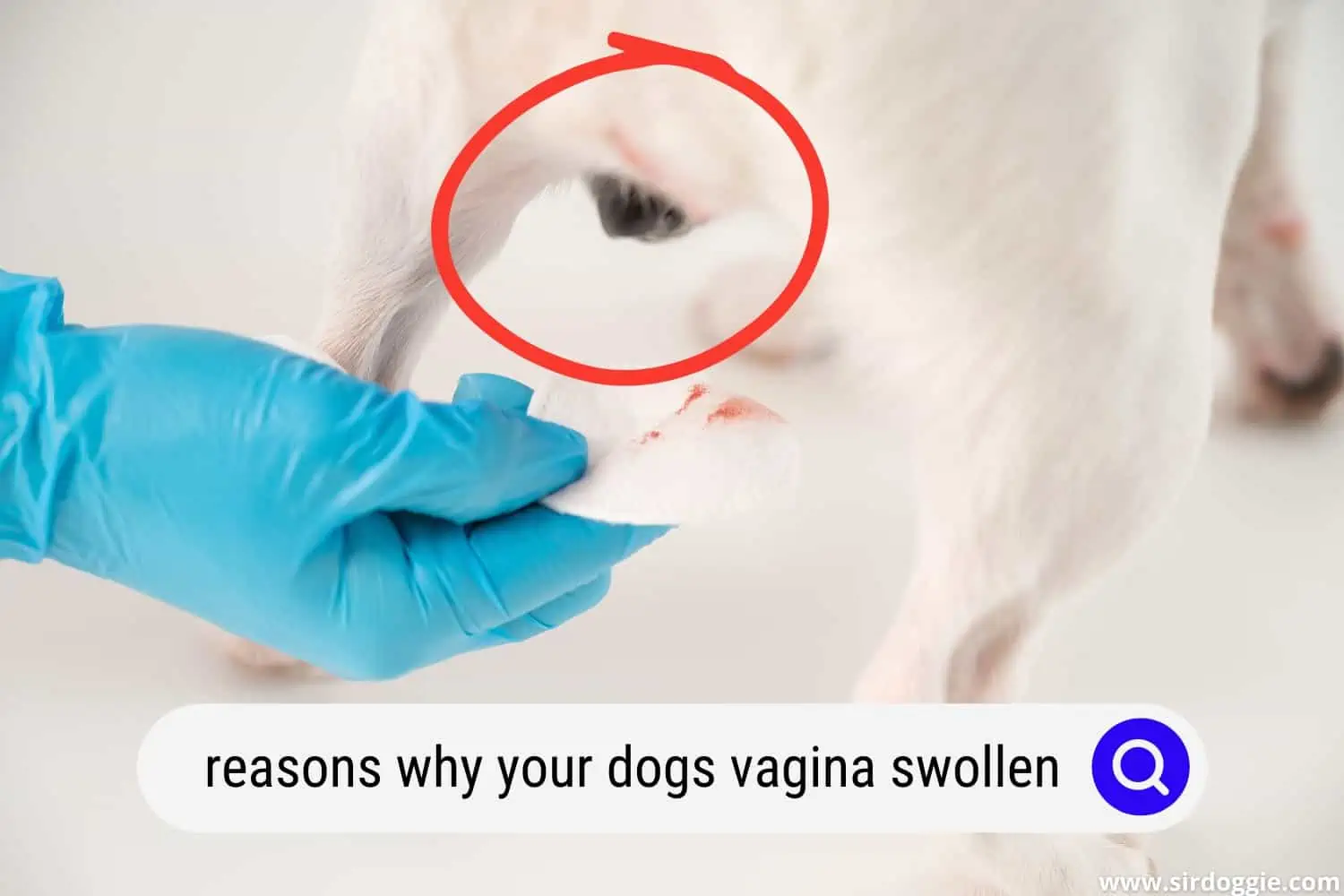 Vet taking blood from swollen vagina of a dog