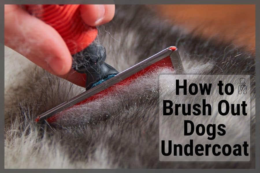 Brushing a dogs undercoat close up