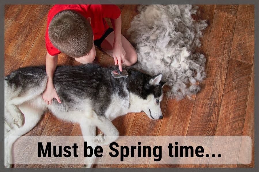 Brushing undercoat on husky dog