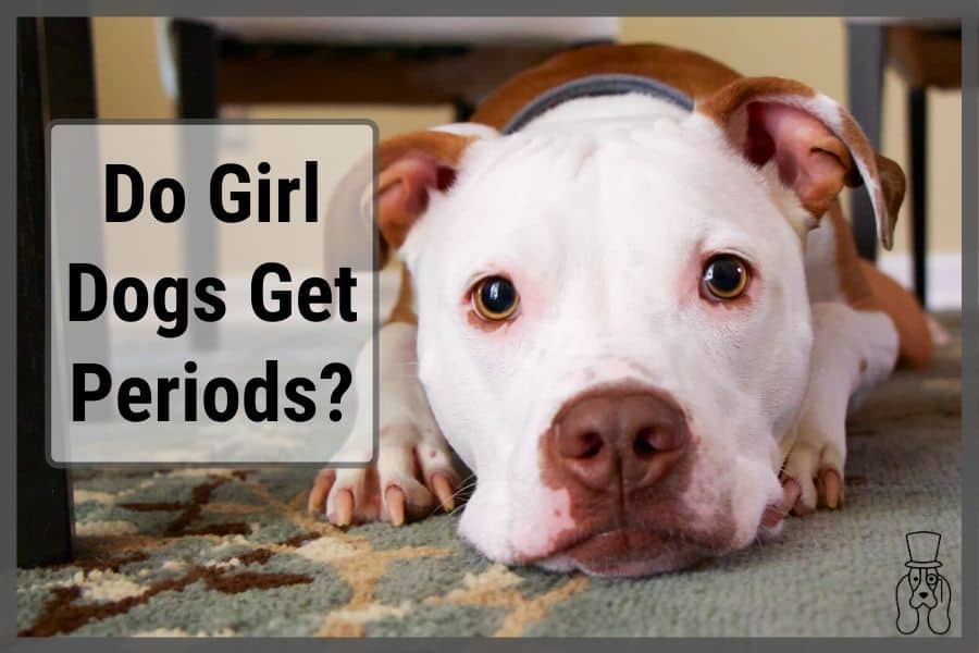 how many days does a female dog bleed