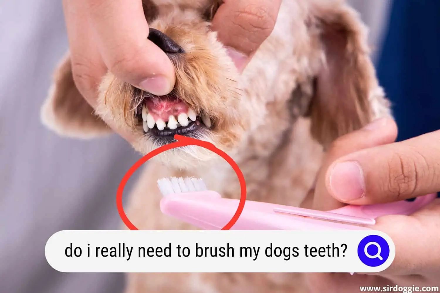do really need brush dogs teeth
