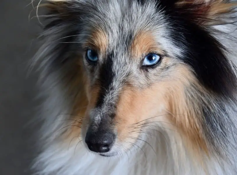 female dog with blue eyes up close