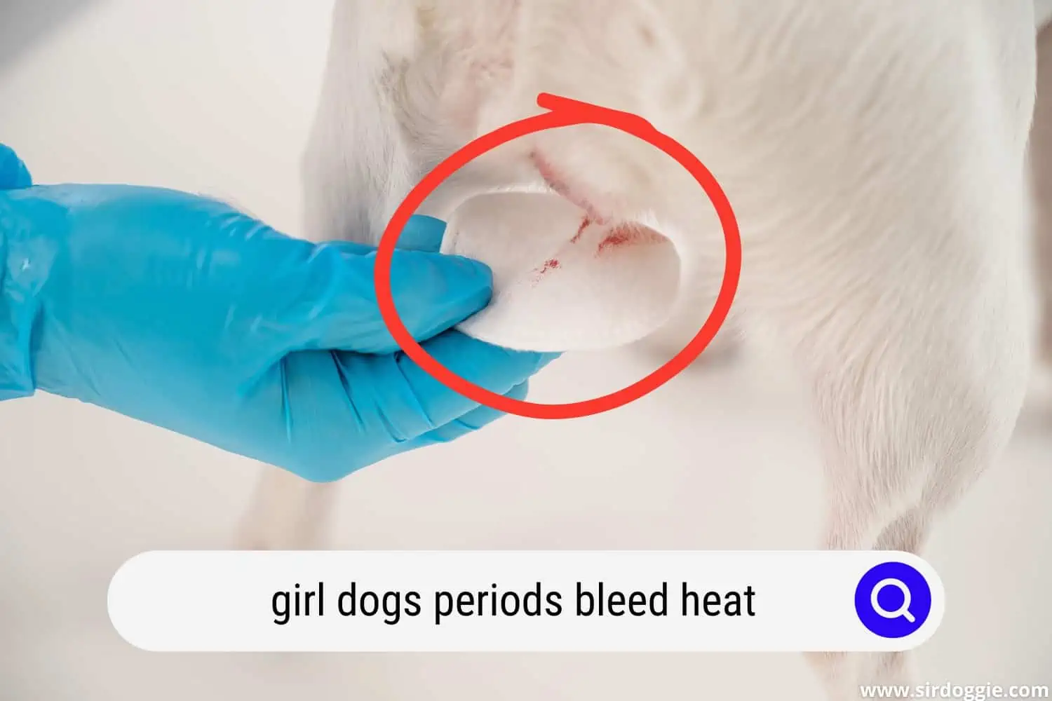 girl dogs periods bleed heat