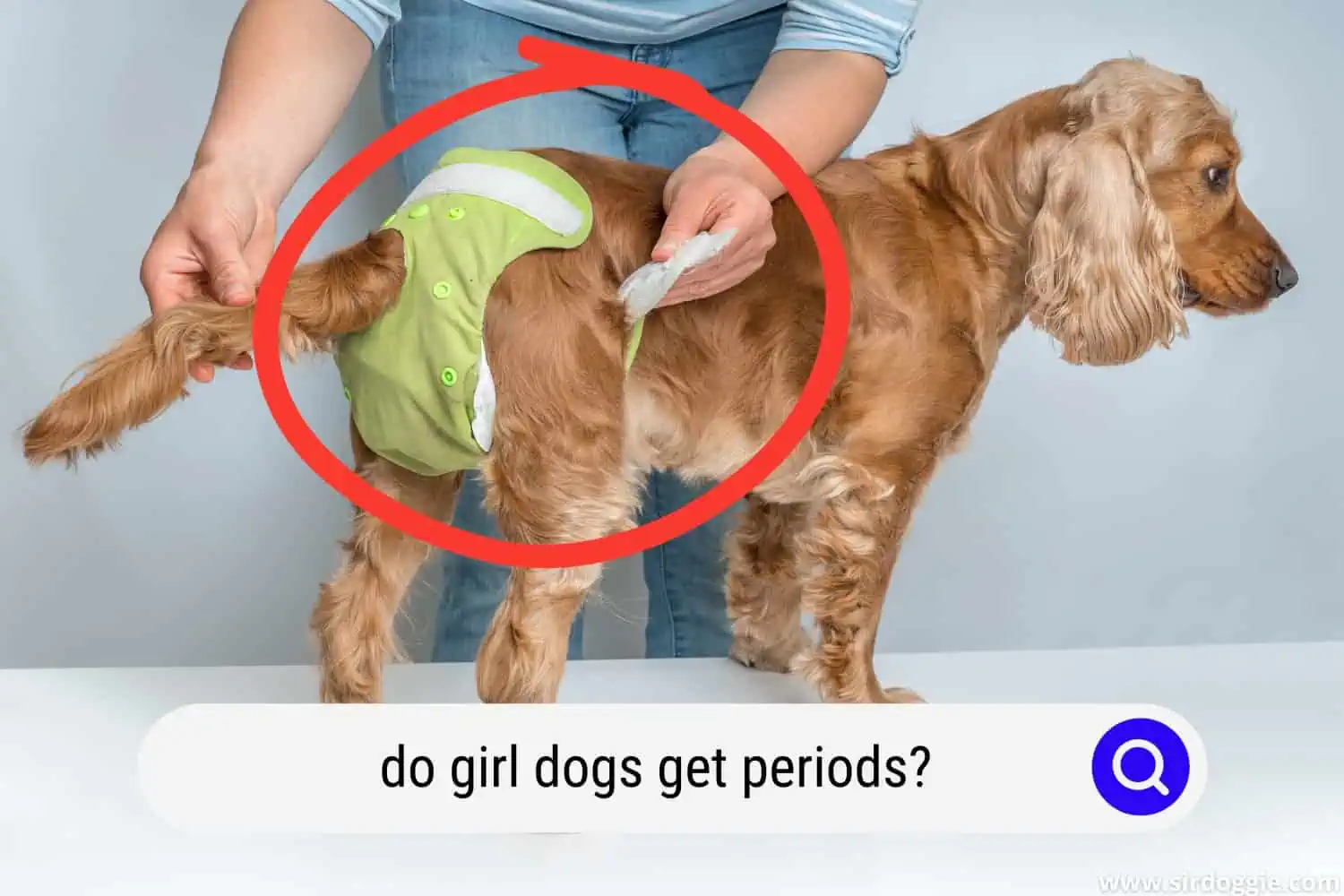 A vet doctor putting a diaper on a female dog having a period