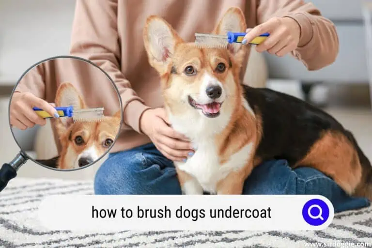 How to Brush Dogs Undercoat | The Right Way