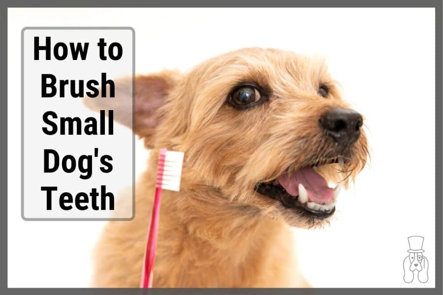 small dog with tooth brush