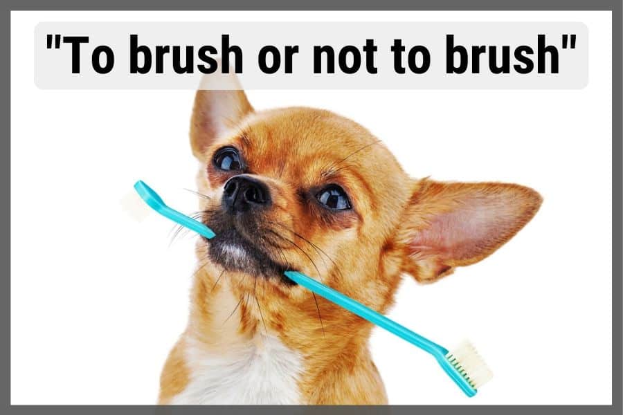 chihuahua dog with tooth brush in mouth