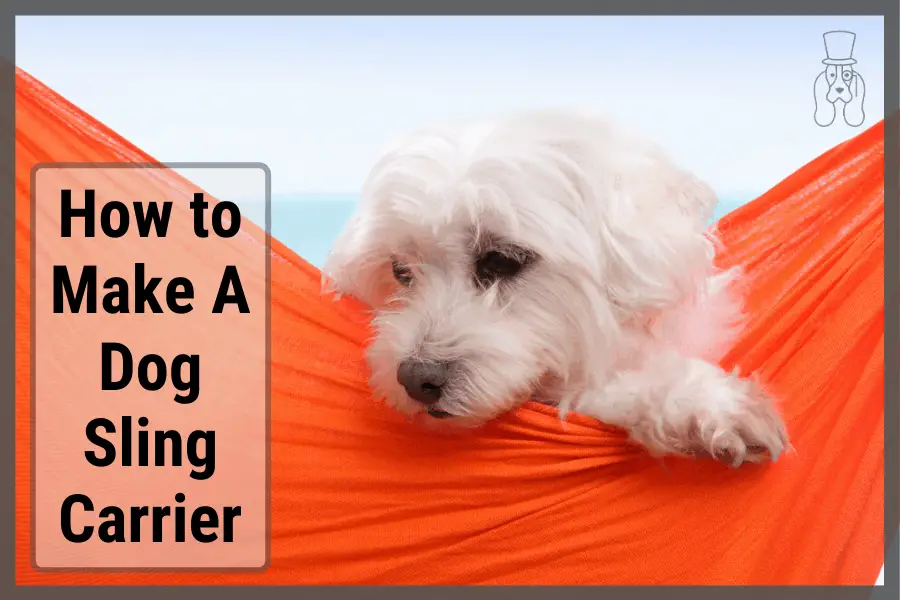 dog in a dog sling carrier