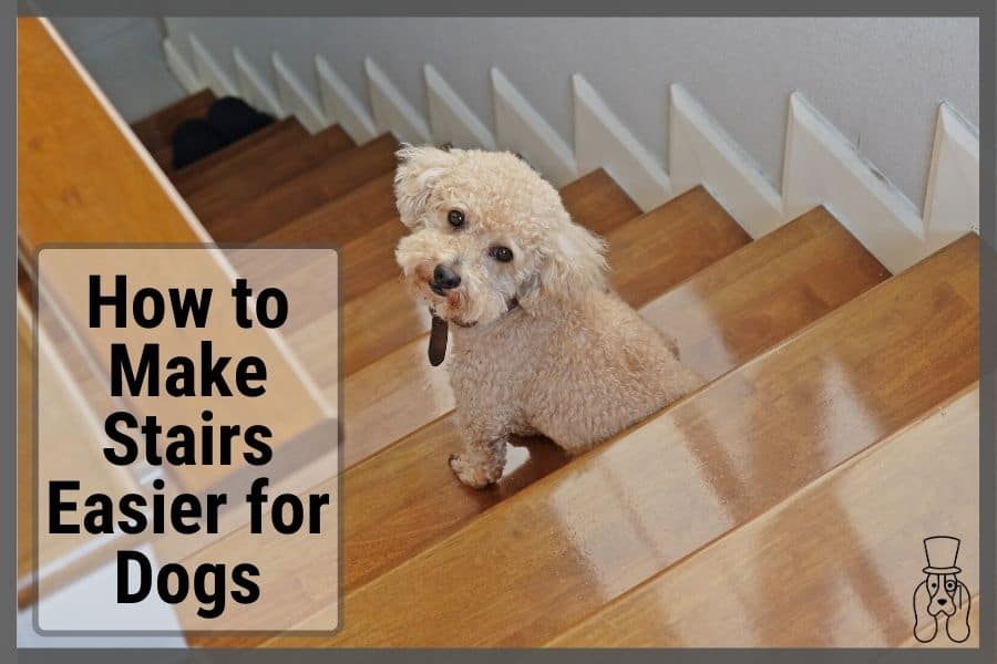 dog on stairs looking up hoping for help