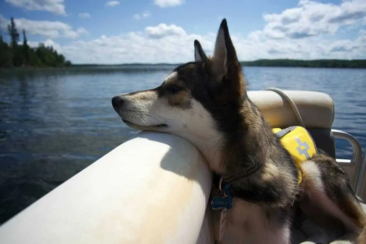 dog in pontoon boat looking over edge in middle of water