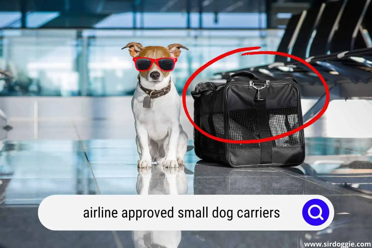 Cool small dog wearing sunglasses in airport with a dog carrier on the side
