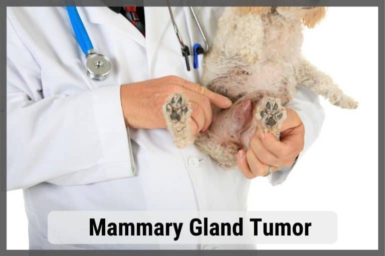Dog Enlarged Mammary Glands At Thomas Gabaldon Blog
