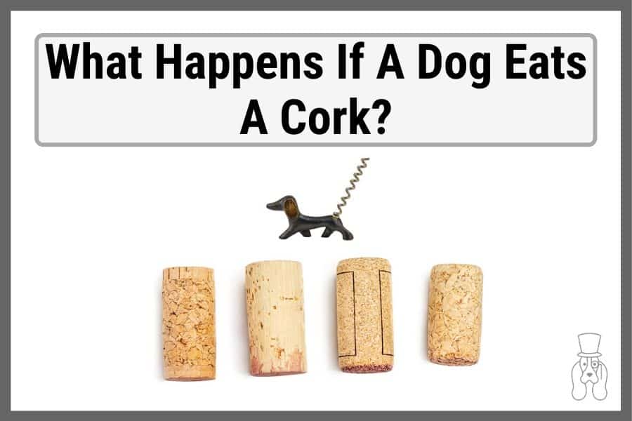 Dog wine cork screw overtop of several wine corks