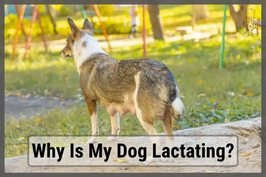 Lactating dog standing on grass in park