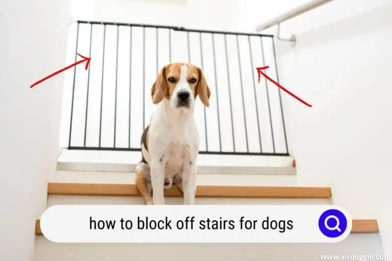 How to Block Off Stairs for Dogs [KEEP THEM SAFE]
