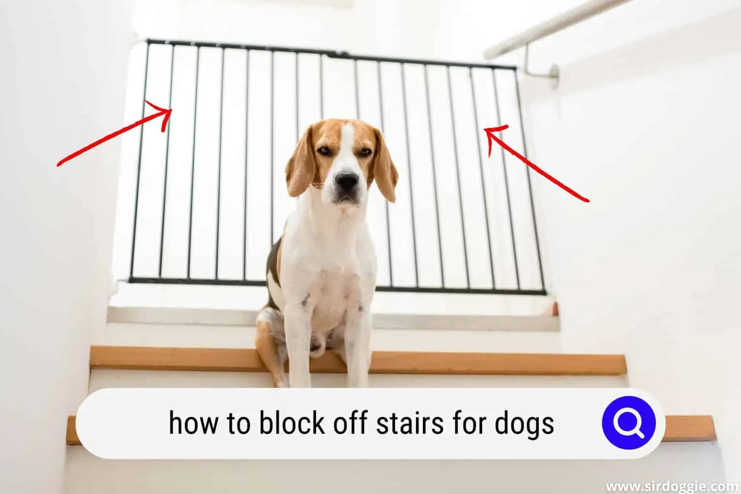 how block stairs dog