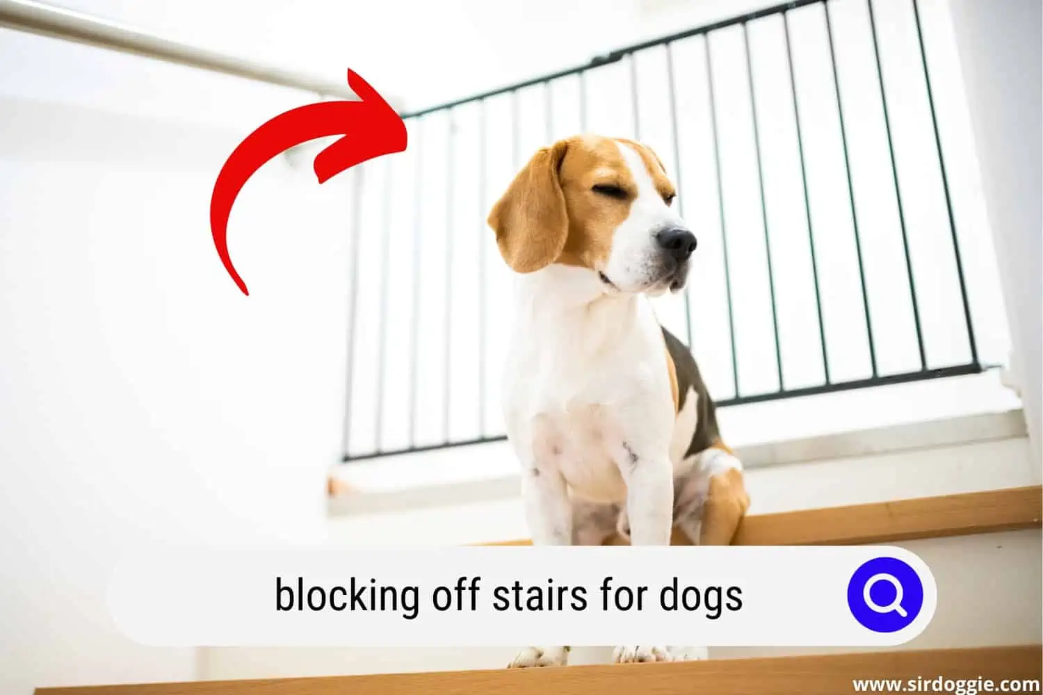 Dog waiting in stairs with blocks behind