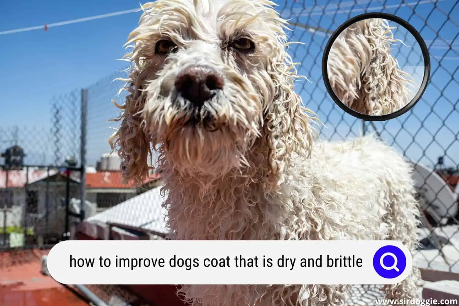 how improve dogs coat dry brittle