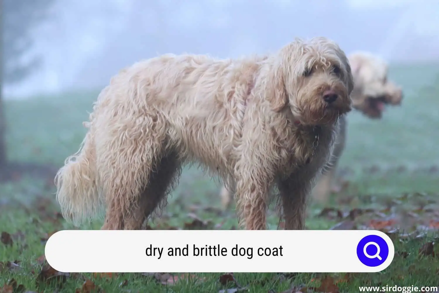 Brittle dogs coat