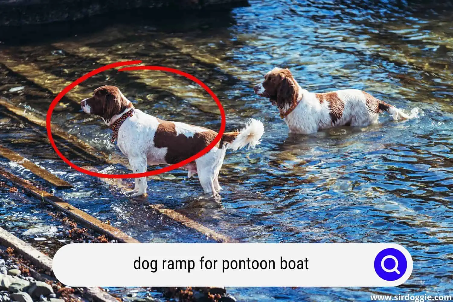 Two dogs ramping for a pontoon boat 