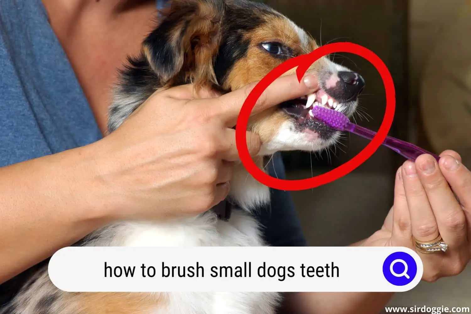 how to brush small dogs teeth